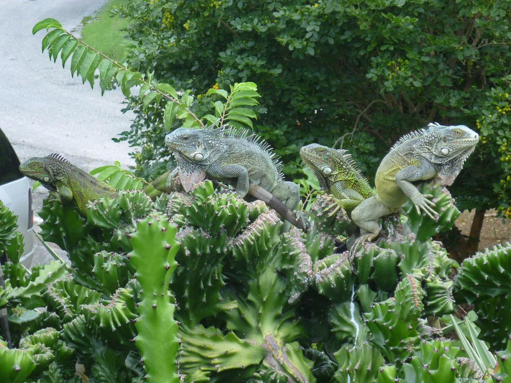 Bantopa Apartments ウィレムスタッド エクステリア 写真